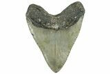 Serrated, Fossil Megalodon Tooth - Huge NC Meg #309477-2